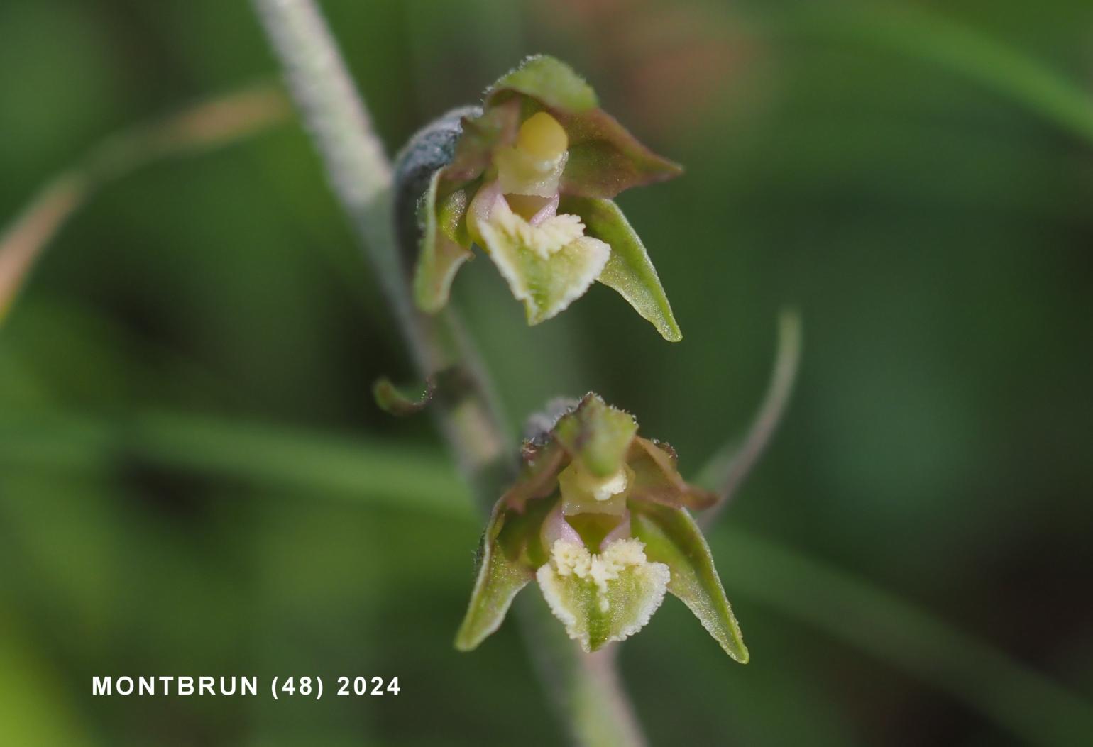 Helleborine, Tiny-leafed